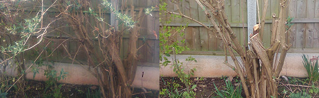 Pruning