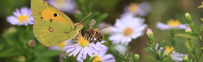 Wildlife Gardening